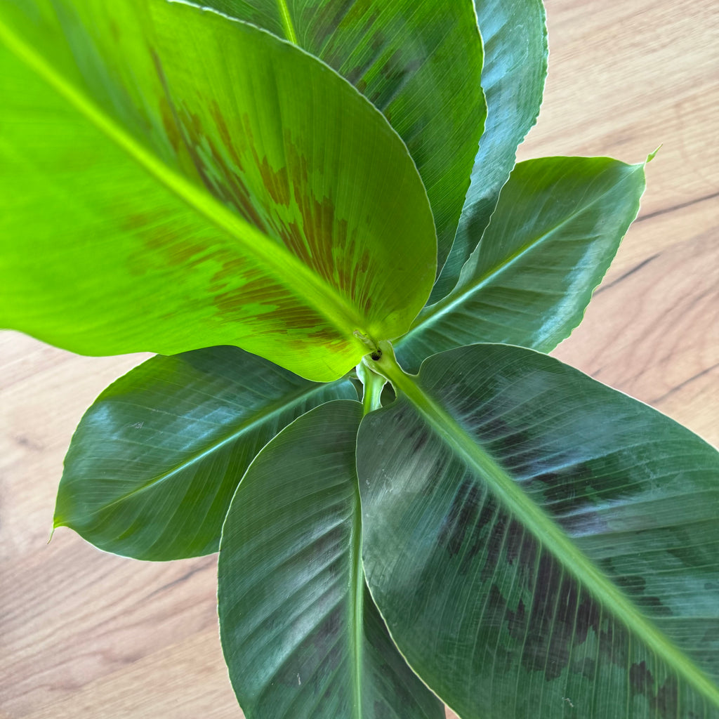 Musa Tropicana (Bananier)