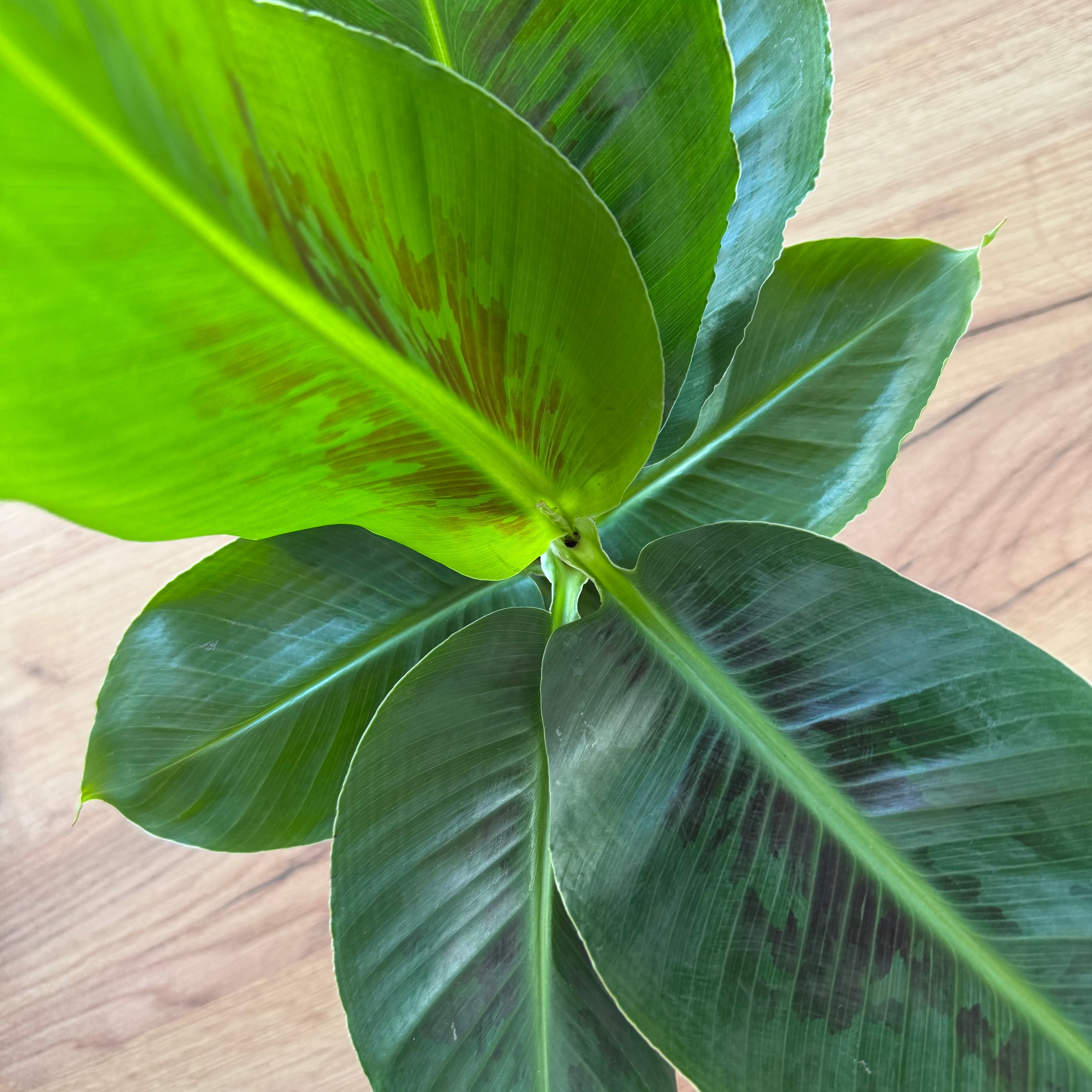 Musa Tropicana (Bananier)