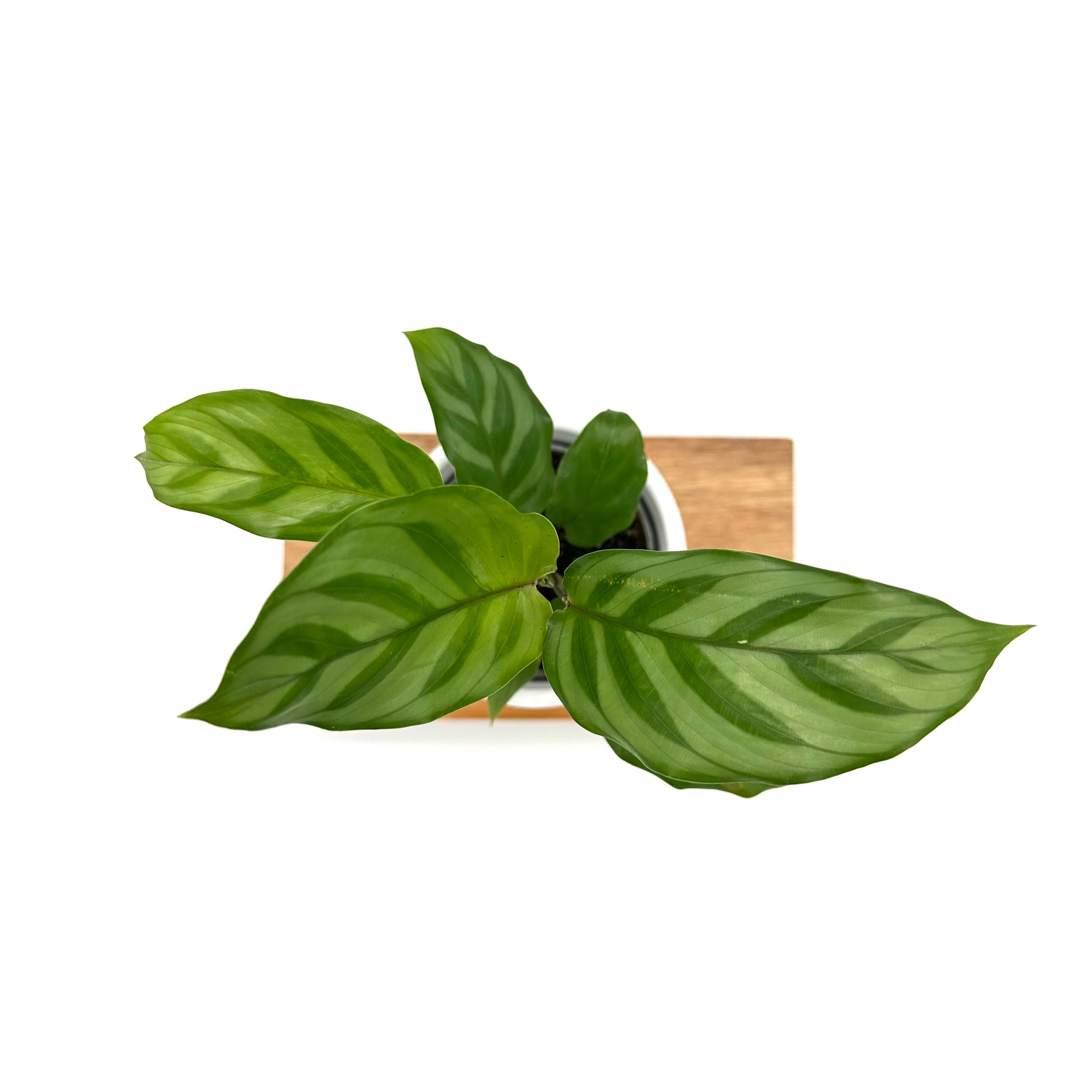 Calathea Freddie
