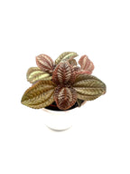 Pilea Norfolk