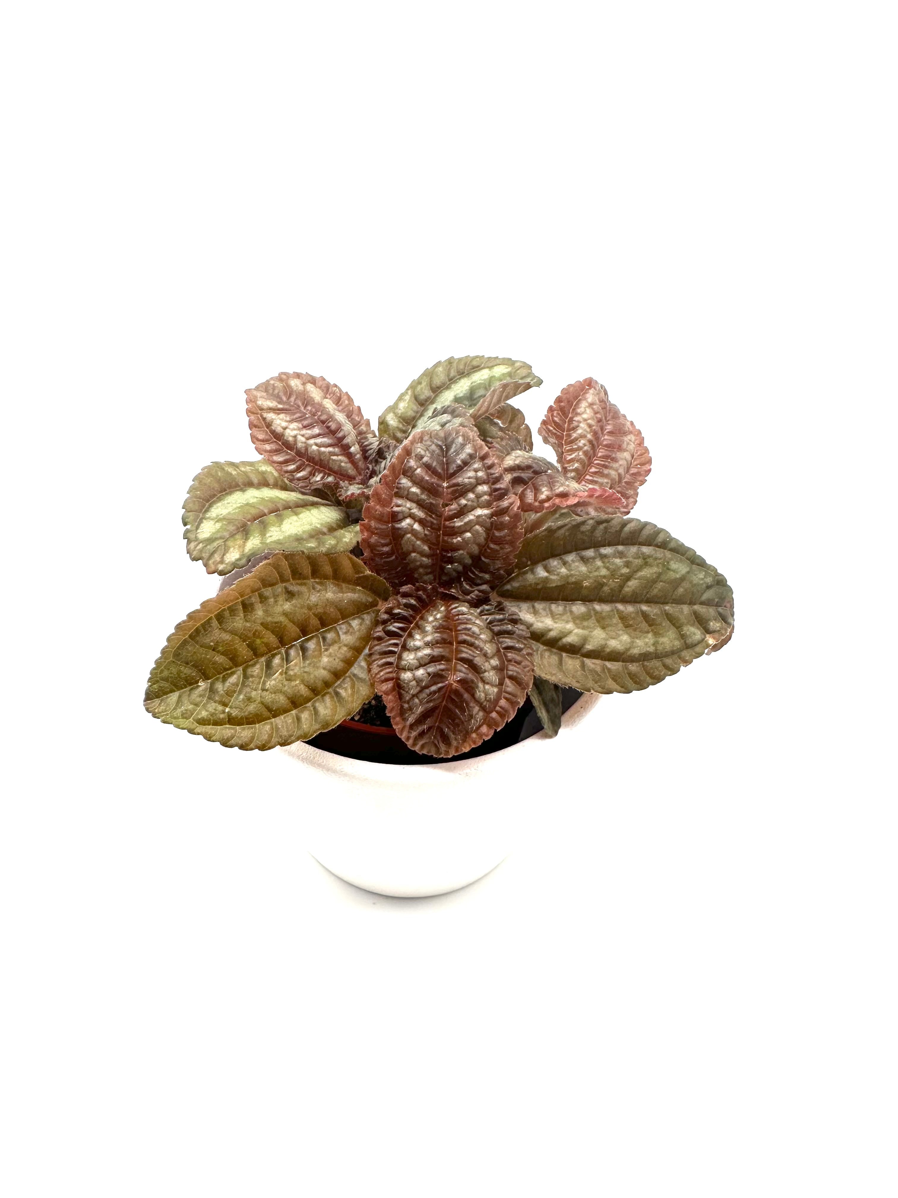Pilea Norfolk