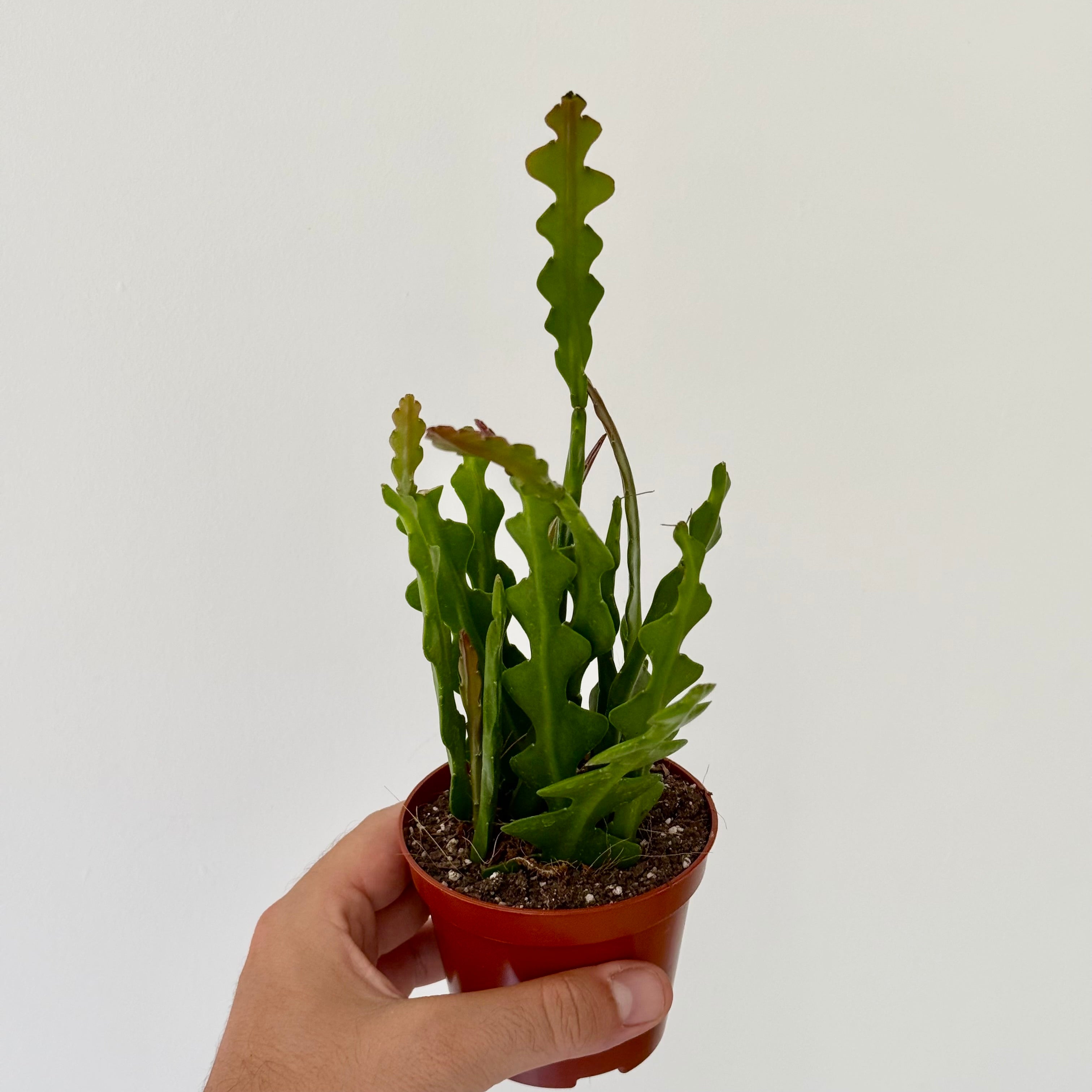 Epiphyllum Anguliger (Cactus Zig-Zag)