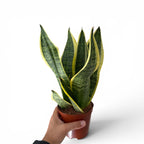 Sanseveria Futura