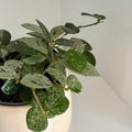 Hoya Mathilde Spash