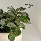 Hoya Mathilde Spash
