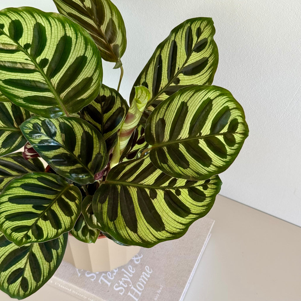 Calathea Makoyana 14cm