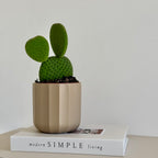 Opuntia Microdasys Inermis (Cactus)