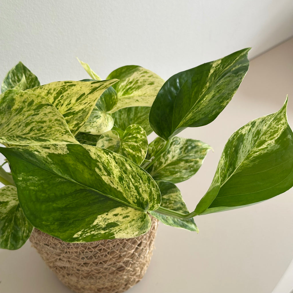 Epipremnum Snow Léopard - Pothos