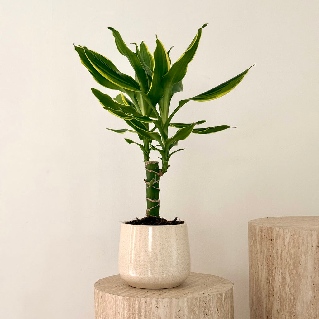 Dracaena Golden Coast
