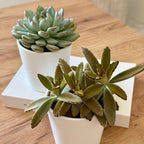 Duo Succulentes Surprise
