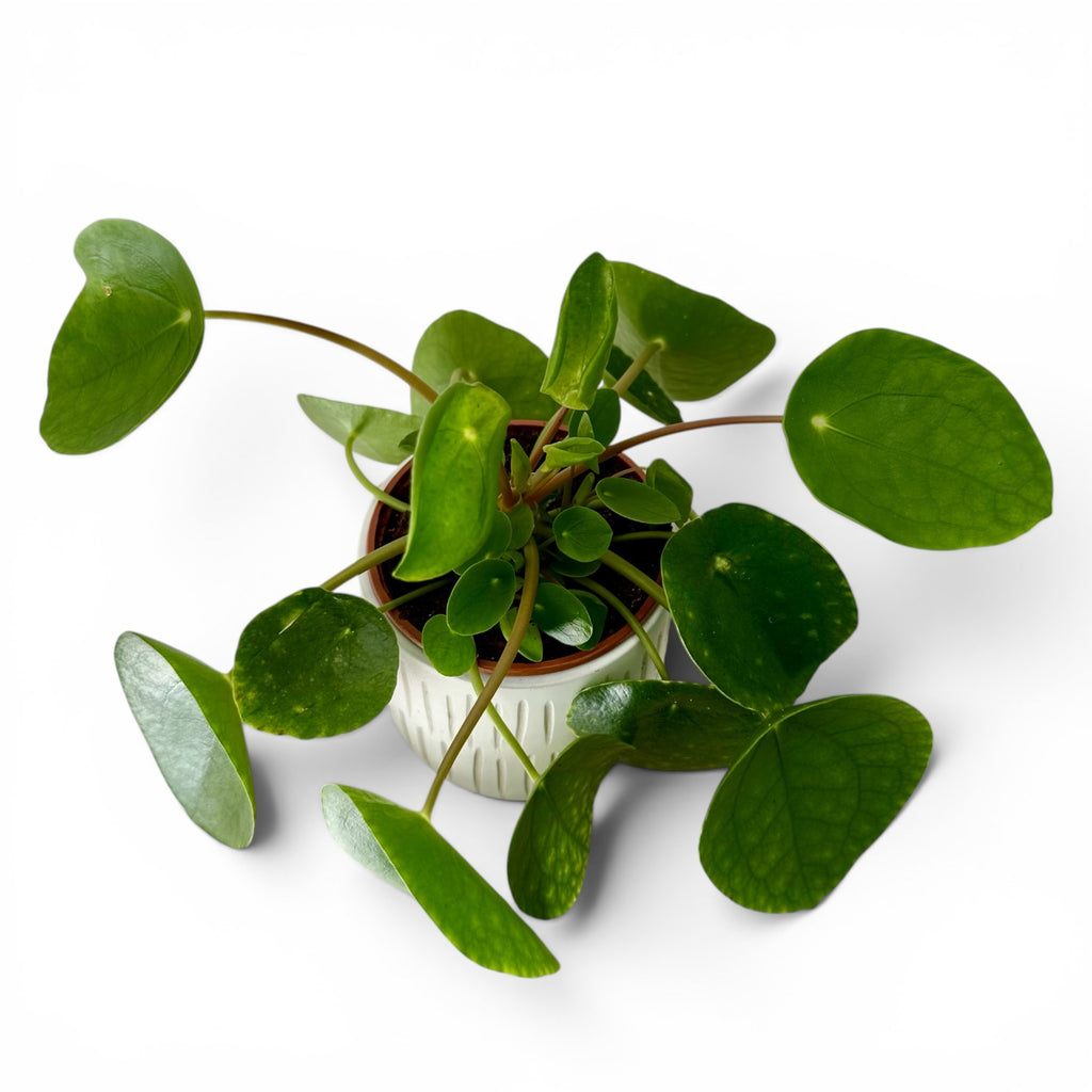 Pilea Peperomioides