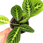 Maranta Lemon Lime