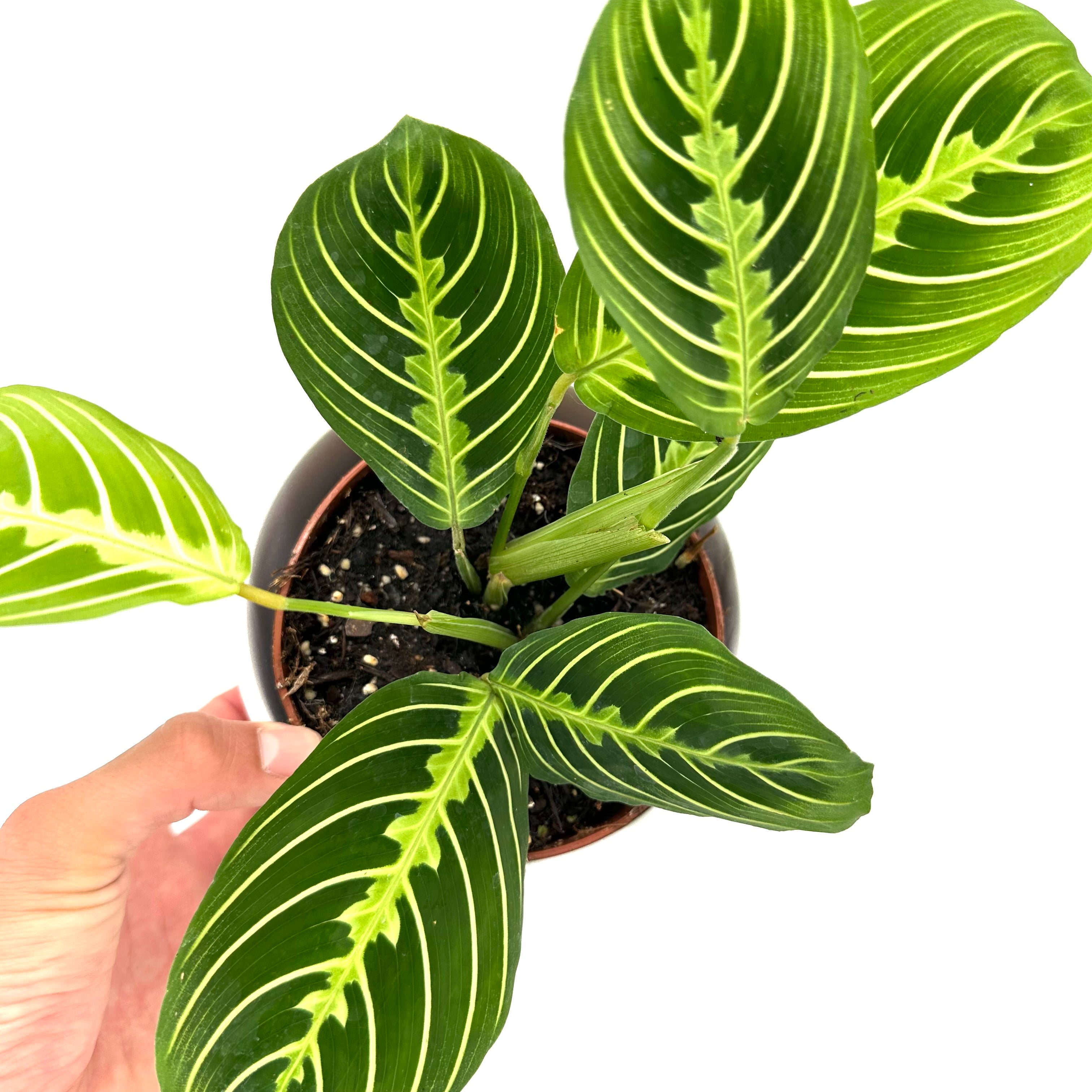 Maranta Lemon Lime