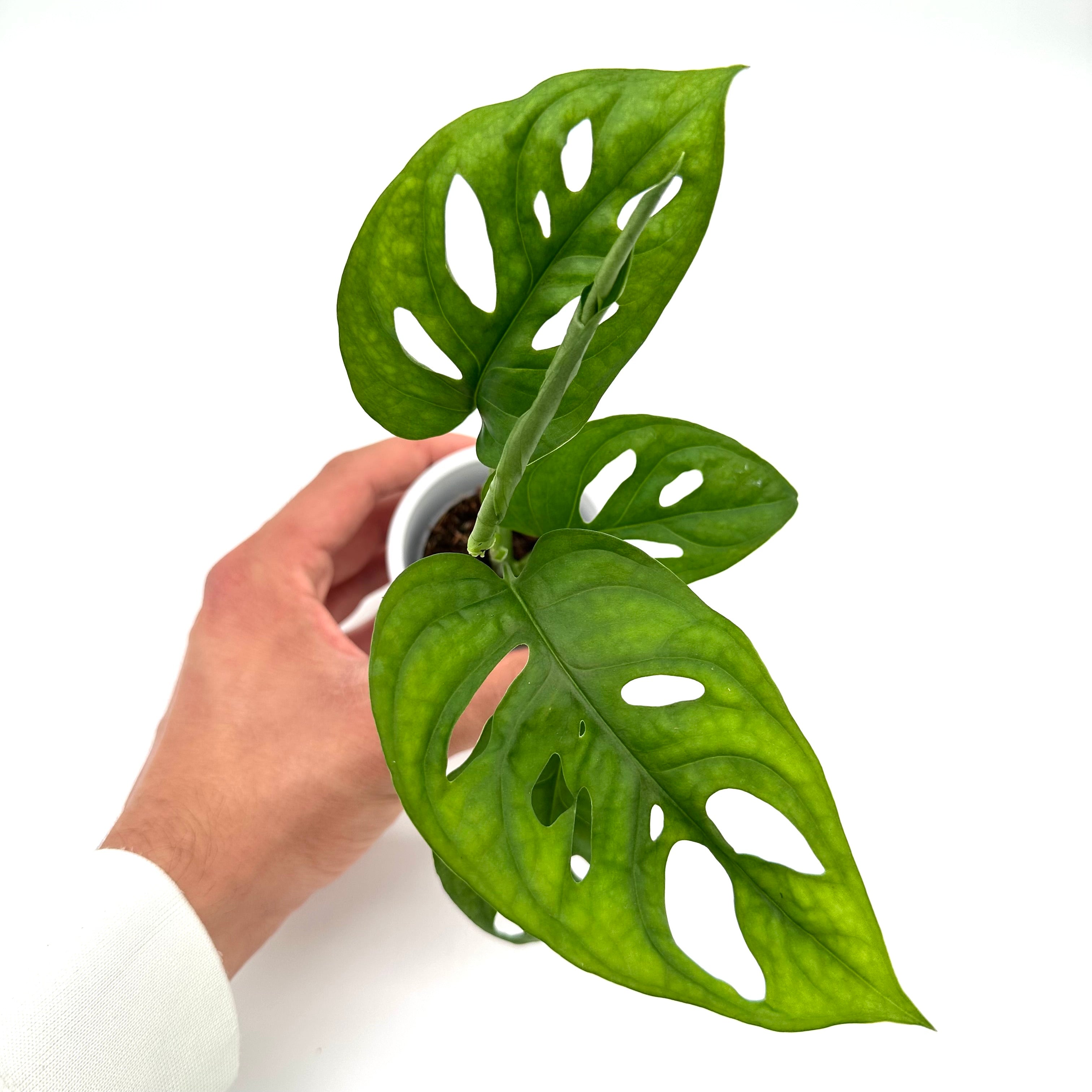 Monstera Adansonii
