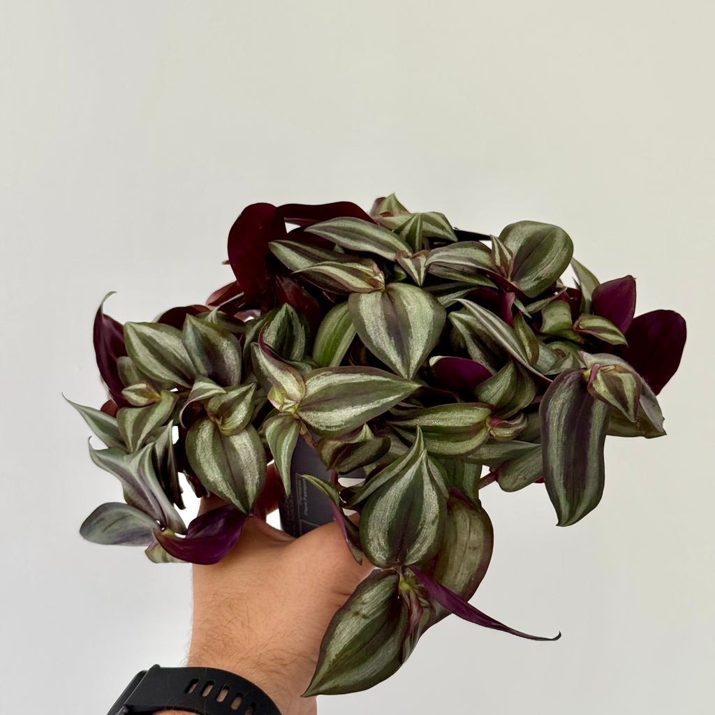 Tradescantia Zebrina