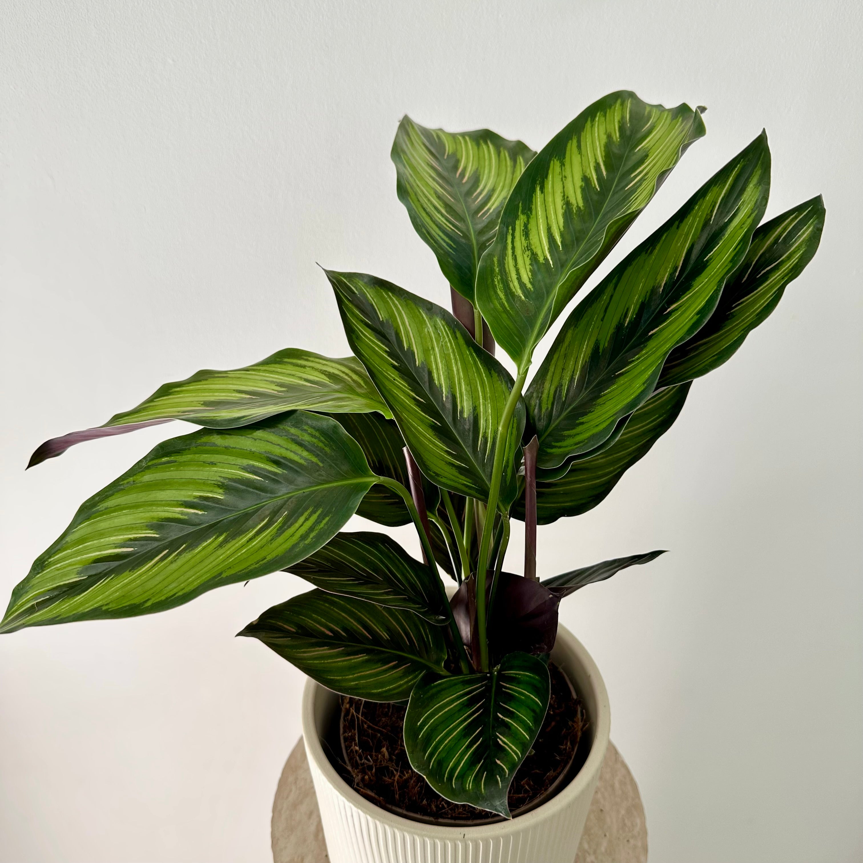 Calathea Beauty Star