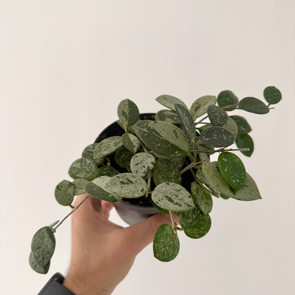 Hoya Mathilde Spash