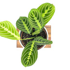 Maranta Lemon Lime