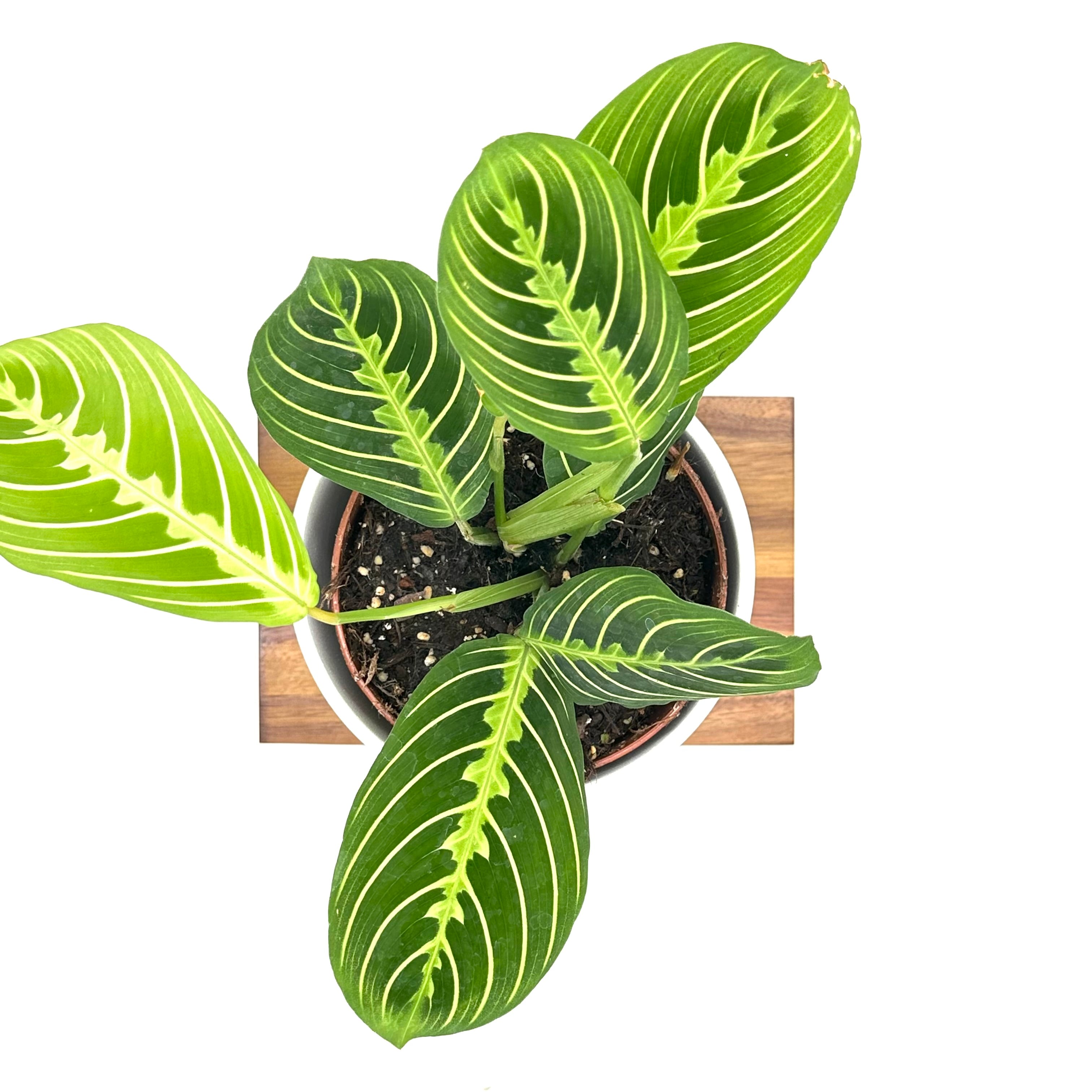 Maranta Lemon Lime