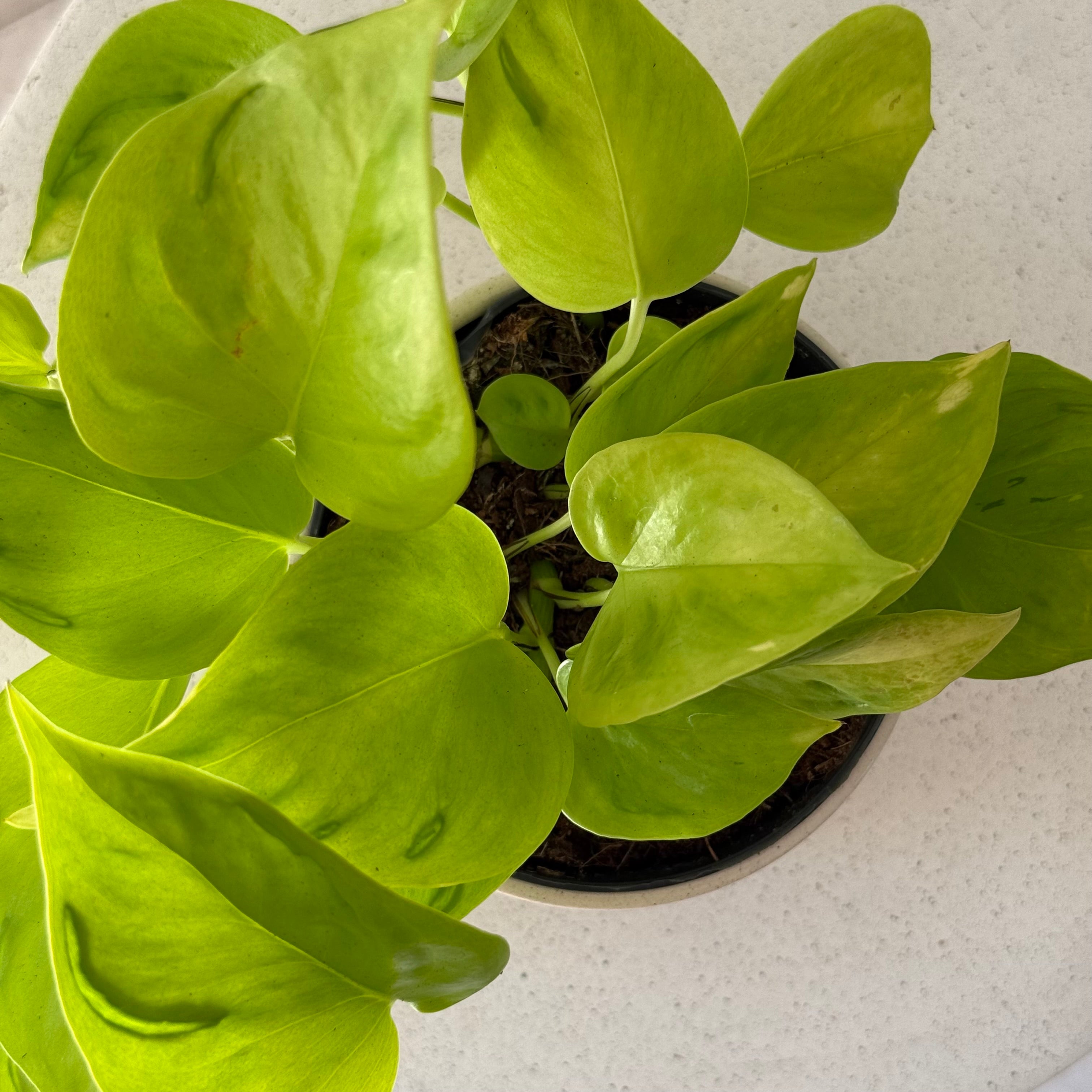 Epipremnum Champs-Élysées (Pothos)