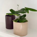 Heminiotis Arifolia