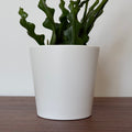Cache-pot MILANO 10cm