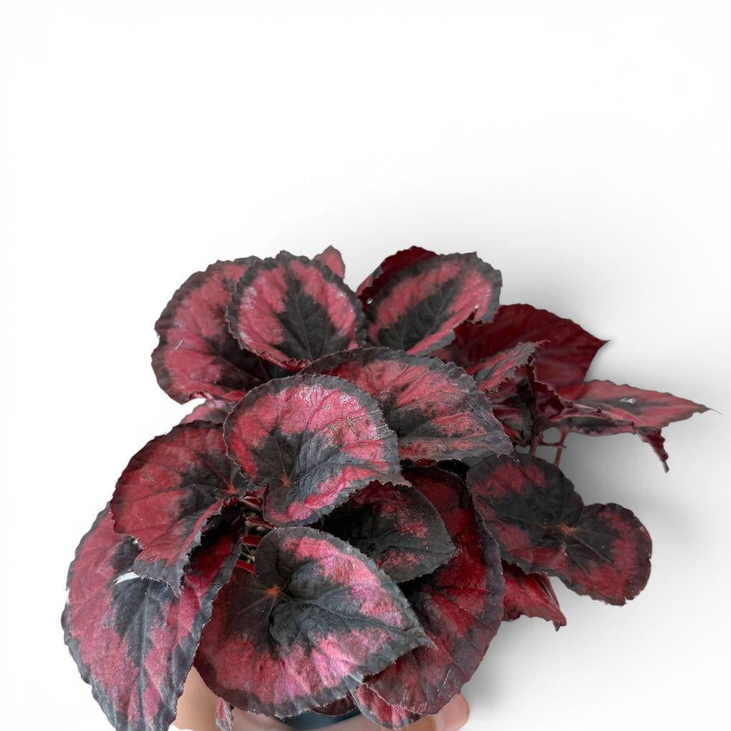 Bégonia Rex red Kiss