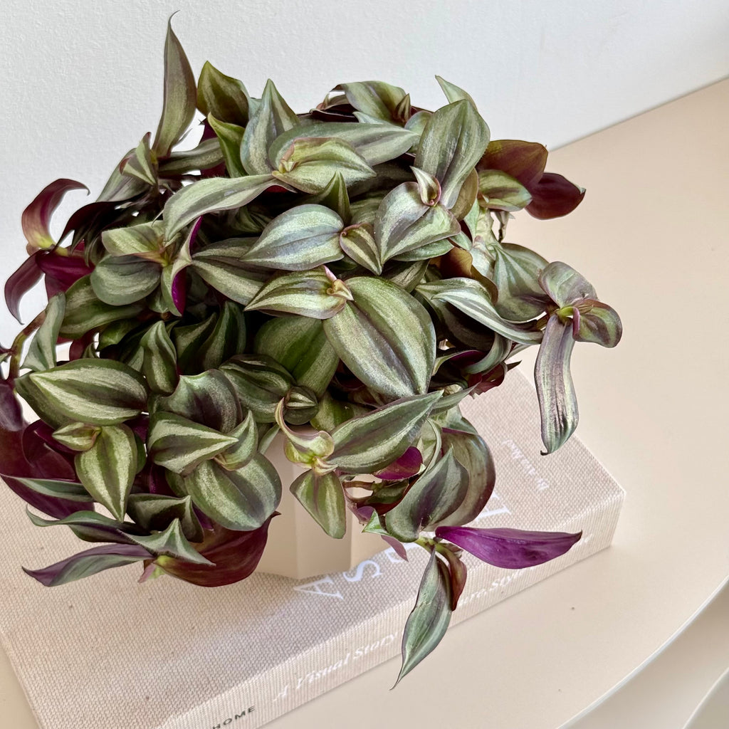 Tradescantia Zebrina