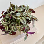 Tradescantia Zebrina