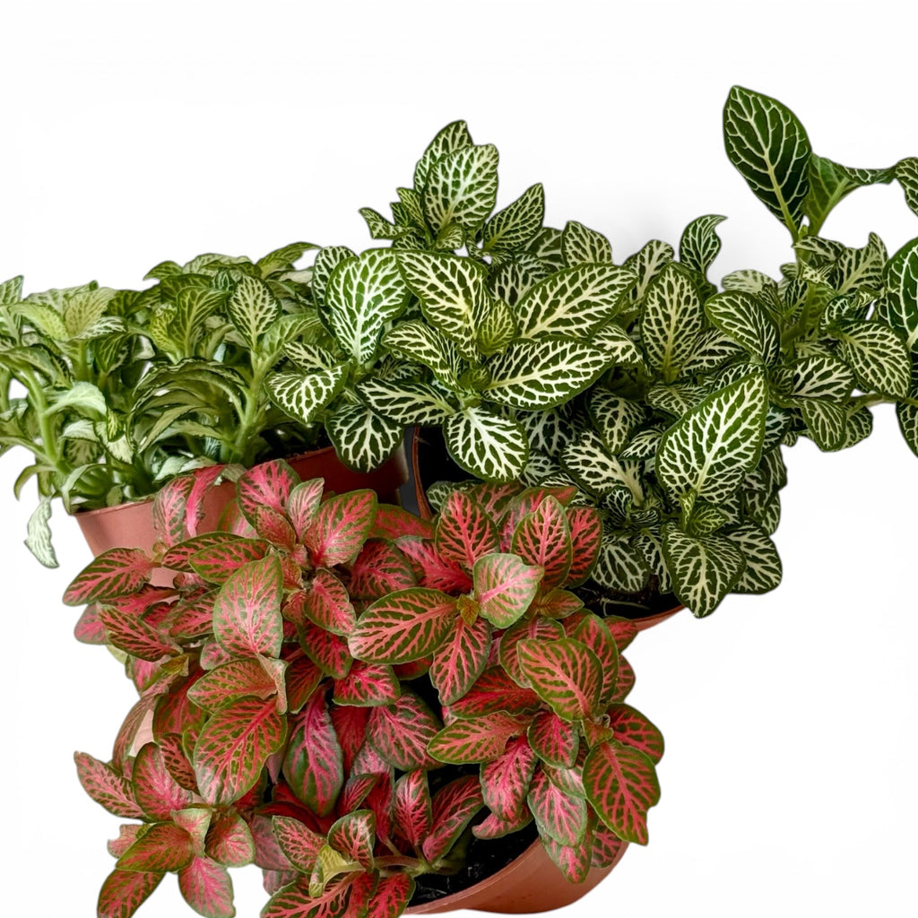 Trio Fittonias