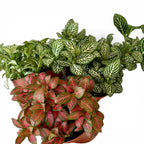 Trio Fittonias