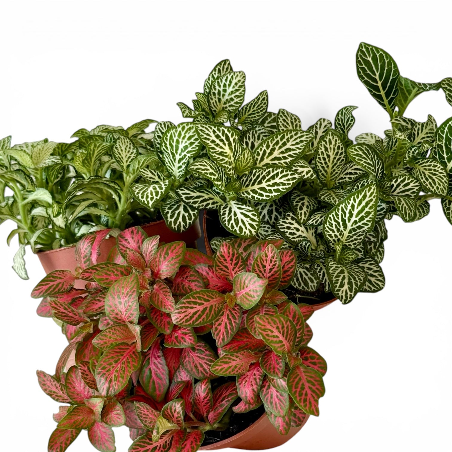 Trio Fittonias