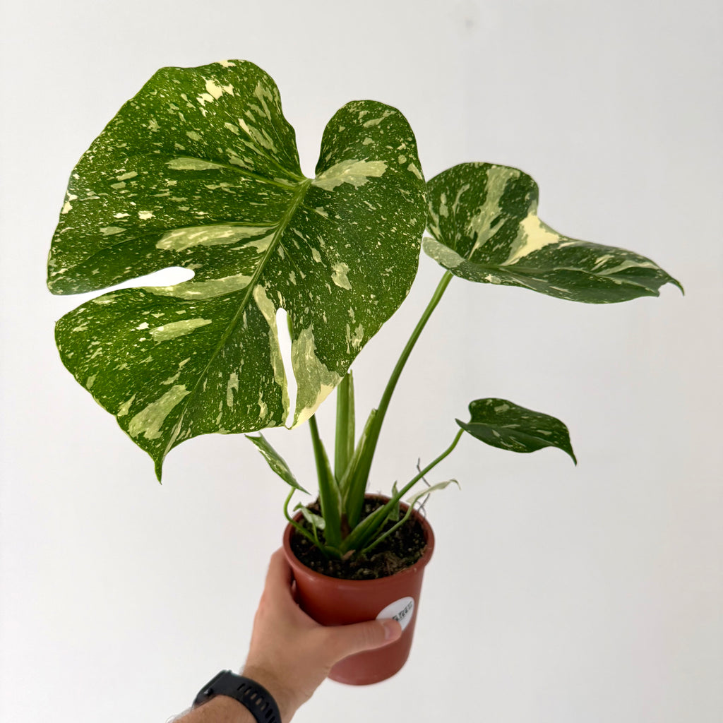 Monstera Thaï Constellation 13cm