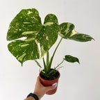 Monstera Thaï Constellation 13cm