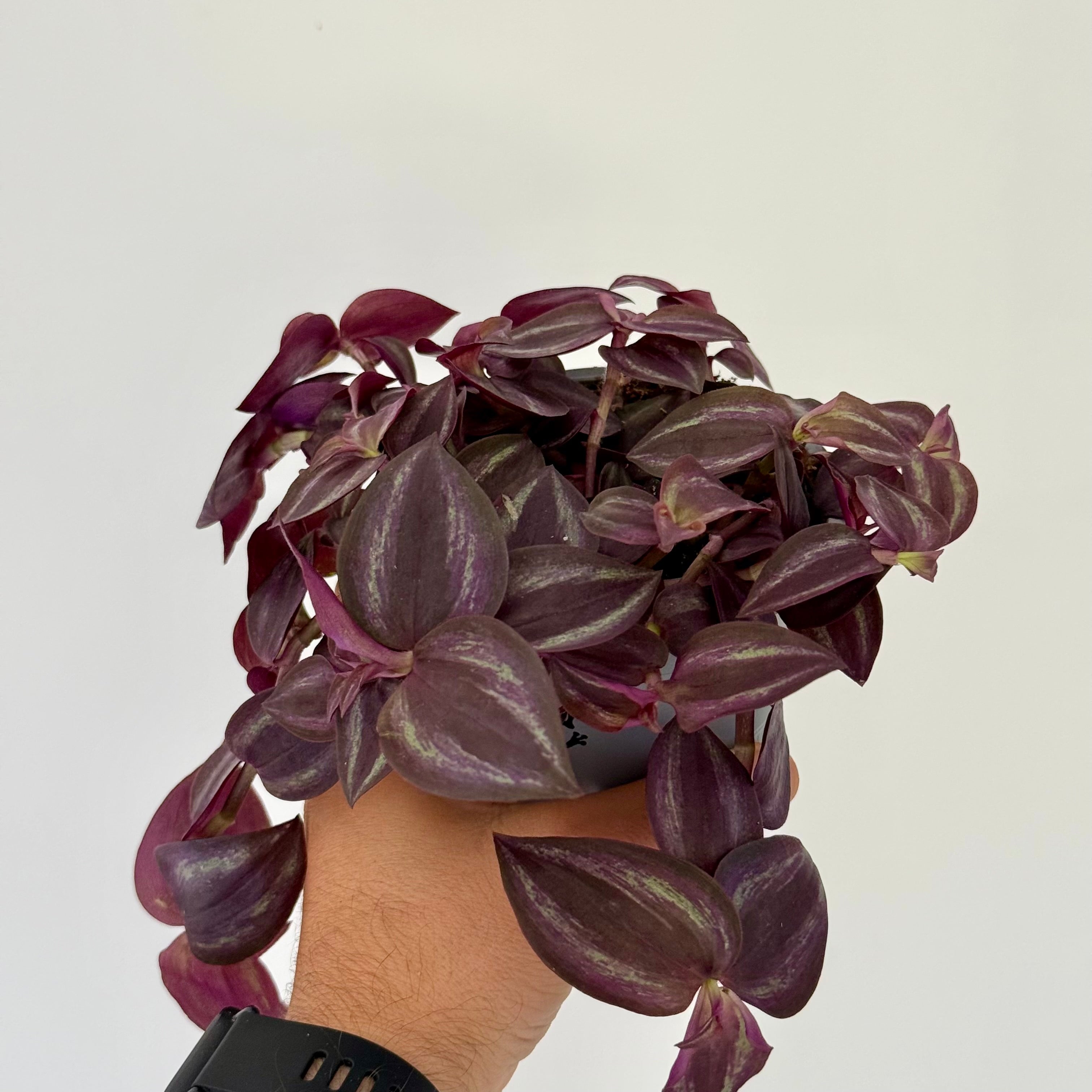 Tradescantia Zebrina PURPLE