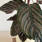 Calathea Ornata