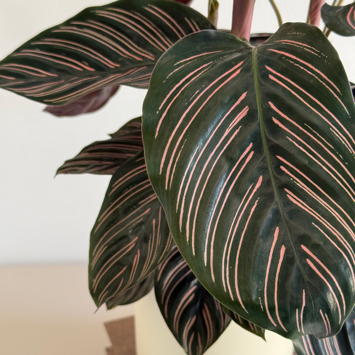 Calathea Ornata