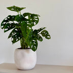 Monstera Adansonii