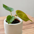 Anthurium Magnificum