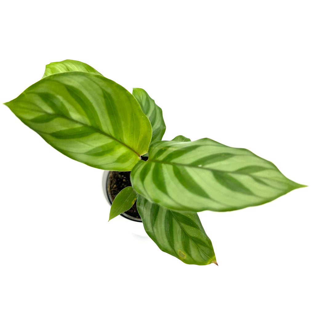 Calathea Freddie