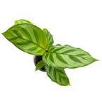 Calathea Freddie