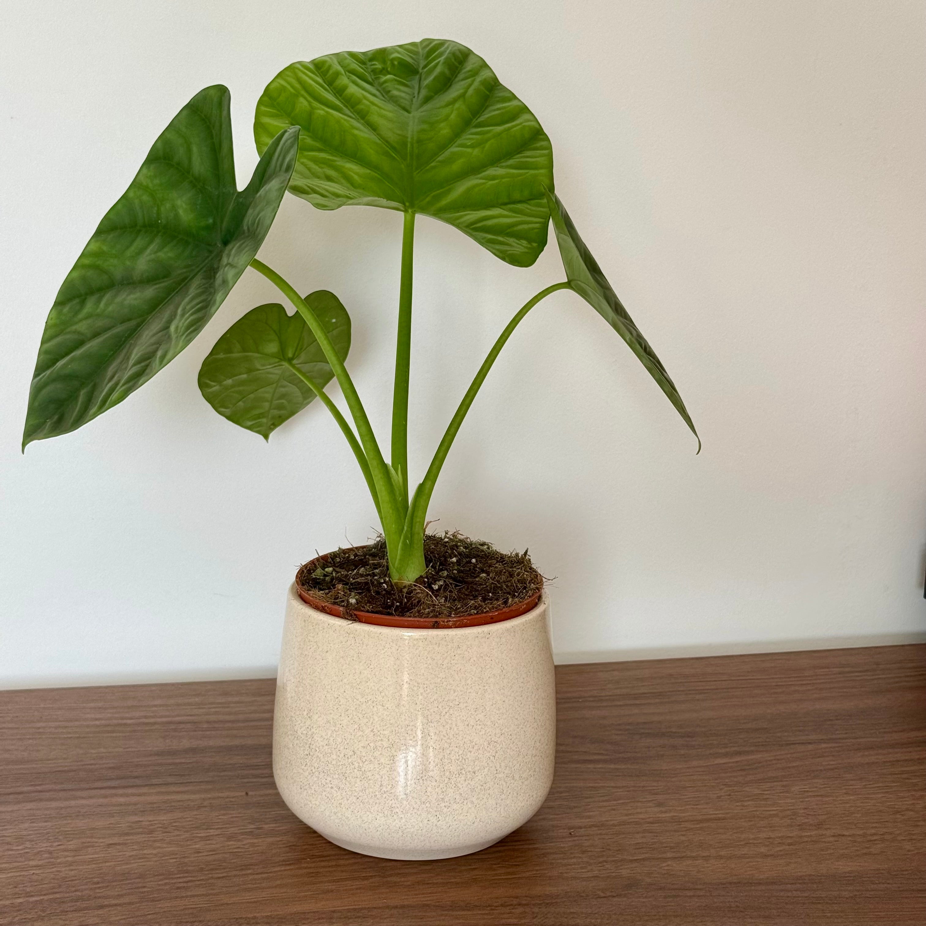 Alocasia Lukiwan
