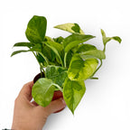 Epipremnum Lemon Joy -  Pothos