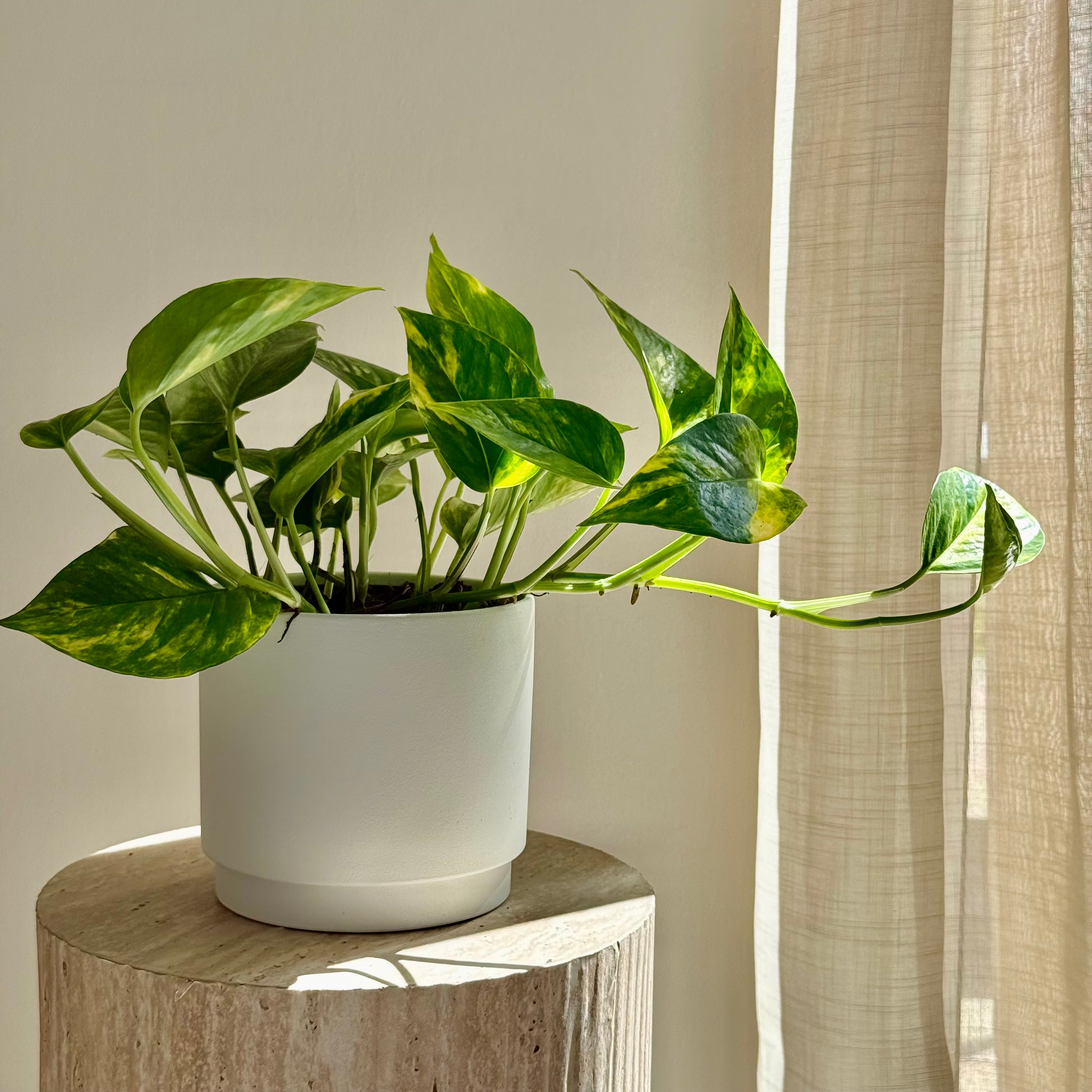 Epipremnum Aureum - Pothos