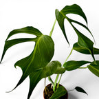 Monstera Burle Marx Flame