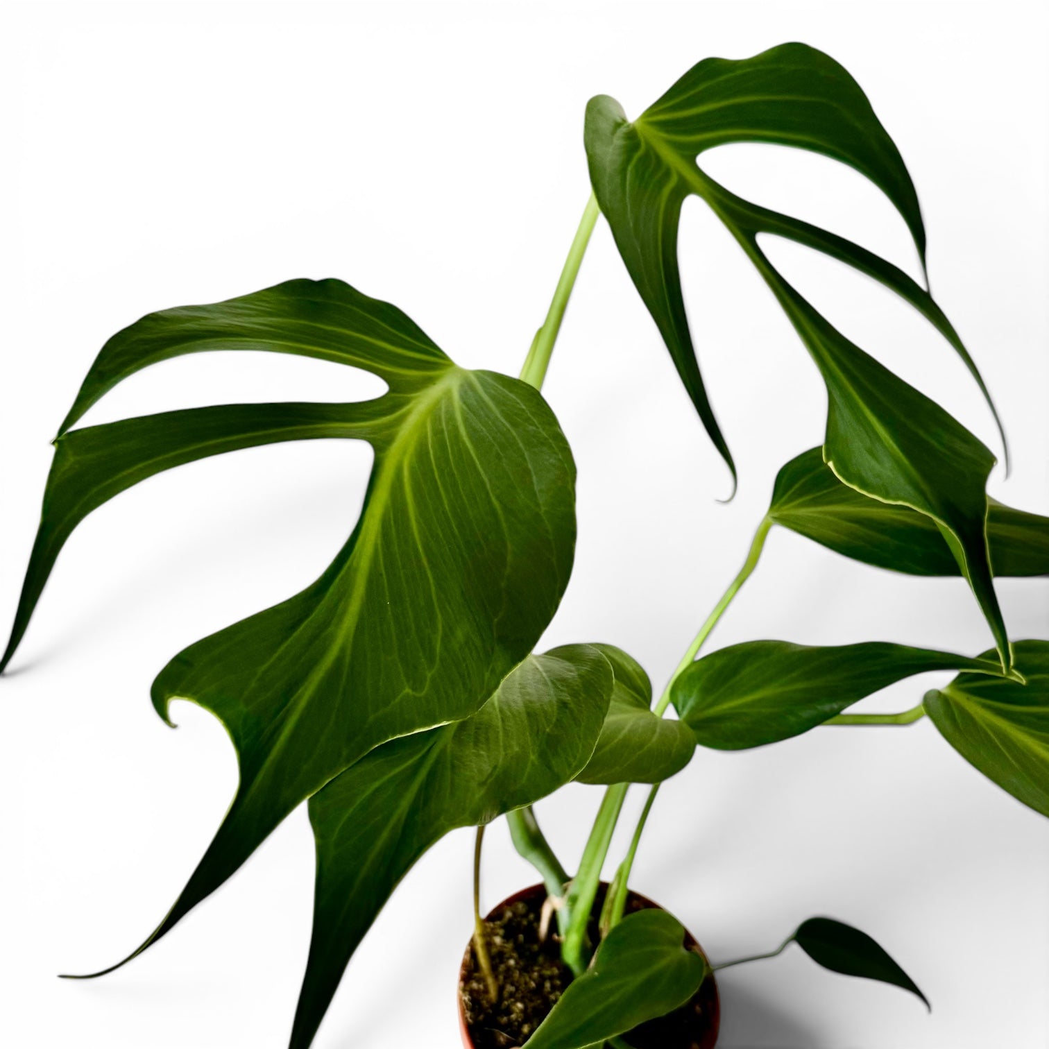 Monstera Burle Marx Flame