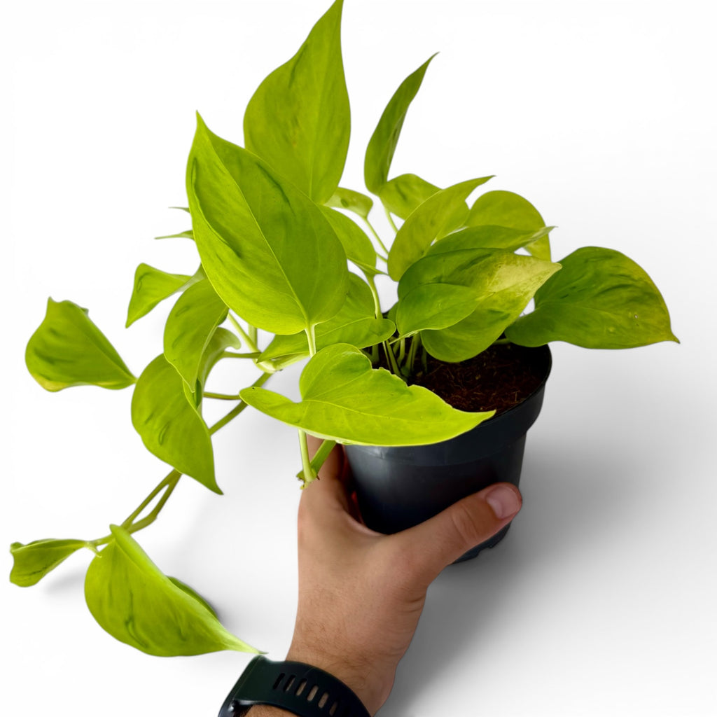 Epipremnum Champs-Élysées (Pothos)