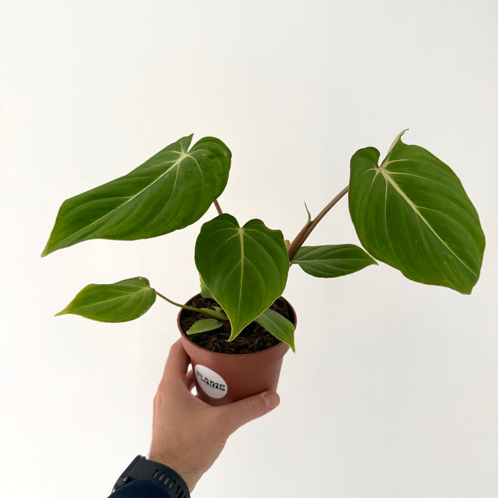 Philodendron Gloriosum