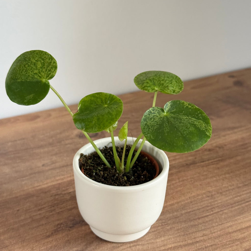 Pilea Mojito
