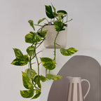 Epipremnum Aureum (15cm) - Pothos